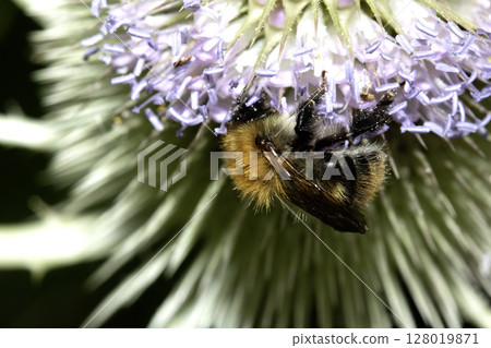 Close up of a purple flowering thistle plant with a bee on it collecting the pollen 128019871