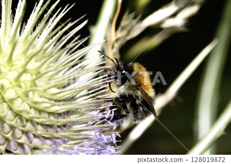Close up of a purple flowering thistle plant with a bee on it collecting the pollen 128019872