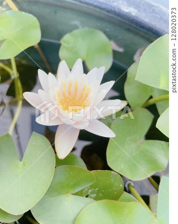 睡蓮鮮花 睡蓮鮮花 128020373