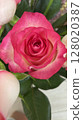 紅玫瑰 粉紅玫瑰 128020387