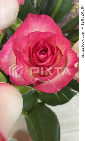 紅玫瑰 粉紅玫瑰 紅玫瑰 粉紅玫瑰 128020387