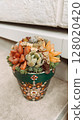 藝術盆栽多肉植物 128020420