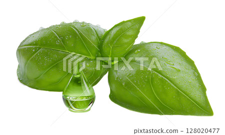 A bright green drop of basil oil sits elegantly next to fresh basil leaves, glistening with moisture from the recent rain, highlighting the beauty of nature in a vibrant kitchen. 128020477