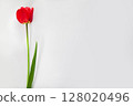 Bright Red Tulip on Minimalist White Background With Green Stem and Leaf 128020496