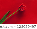 Elegant Red Tulip on a Matching Bold Red Background 128020497