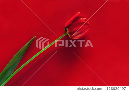 Elegant Red Tulip on a Matching Bold Red Background 128020497