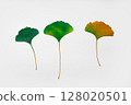 Minimalist Arrangement of Green Ginkgo Leaves Against a White Background 128020501