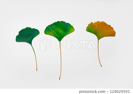 Minimalist Arrangement of Green Ginkgo Leaves Against a White Background 128020501