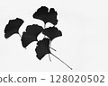 Minimalist Arrangement of Black Ginkgo Leaves Against a White Background 128020502