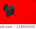 Minimalist Black Ginkgo Leaf Against a Vibrant Red Background 128020503
