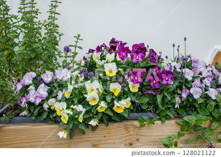 Beautiful flower composition from violet, purple and yellow pansies in long wooden pot Beautiful flower composition from violet, purple and yellow pansies in long wooden pot 128021122