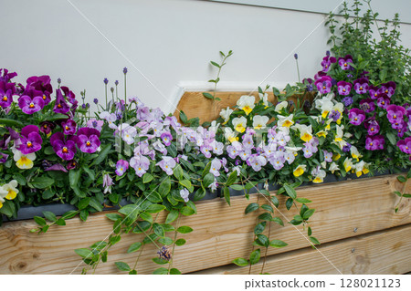 Beautiful flower composition from violet, purple and yellow pansies in long wooden pot Beautiful flower composition from violet, purple and yellow pansies in long wooden pot 128021123