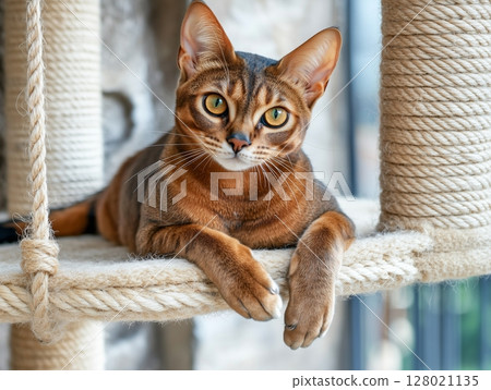 Abyssinian cat lies relaxed on a jute scratching post, cozy indoor pet scene with natural light. 128021135