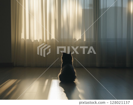 Fluffy gray cat sits by window with white sheer curtains in a sunlit, cozy room interior. Fluffy gray cat sits by window with white sheer curtains in a sunlit, cozy room interior. 128021137