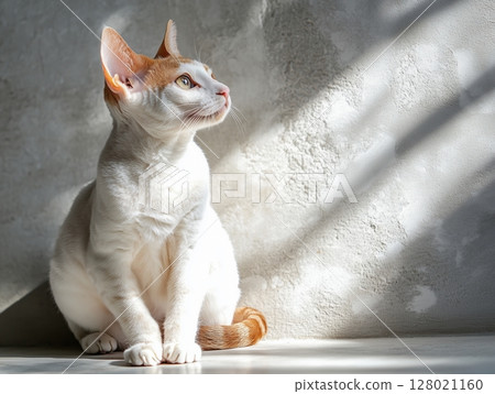 Cornish Rex cat sits by concrete wall in warm sunlight, showcasing sleek fur and elegant posture. Cornish Rex cat sits by concrete wall in warm sunlight, showcasing sleek fur and elegant posture. 128021160