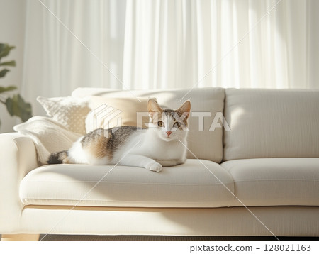 Japanese Bobtail cat lies relaxed on light sofa in cozy, sunlit room with warm natural light. Japanese Bobtail cat lies relaxed on light sofa in cozy, sunlit room with warm natural light. 128021163