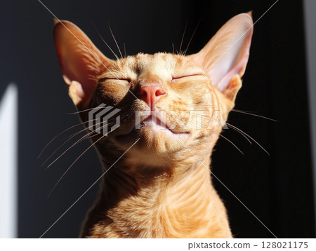Happy ginger Cornish Rex cat sits contentedly in warm sunlight, basking in cozy rays. Happy ginger Cornish Rex cat sits contentedly in warm sunlight, basking in cozy rays. 128021175