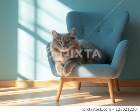 Fluffy gray cat lies comfortably on a soft blue armchair, cozy and relaxed indoors. 128021220