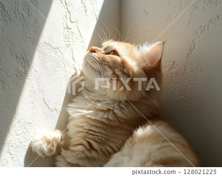 Fluffy ginger cat sits peacefully in warm sunlight near a textured concrete wall. 128021225