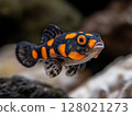 Beautiful aquarium fish swimming gracefully in clear water, close-up, tropical and colorful. 128021273