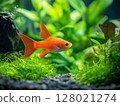 Beautiful aquarium fish swimming gracefully in clear water, close-up, tropical and colorful. 128021274