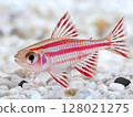 Beautiful aquarium fish swimming gracefully in clear water, close-up, tropical and colorful. 128021275