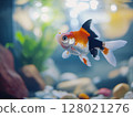 Beautiful aquarium fish swimming gracefully in clear water, close-up, tropical and colorful. 128021276