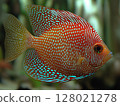Beautiful aquarium fish swimming gracefully in clear water, close-up, tropical and colorful. 128021278