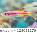 Beautiful aquarium fish swimming gracefully in clear water, close-up, tropical and colorful. 128021279