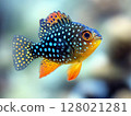 Beautiful aquarium fish swimming gracefully in clear water, close-up, tropical and colorful. 128021281