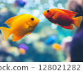 Beautiful aquarium fish swimming gracefully in clear water, close-up, tropical and colorful. 128021282
