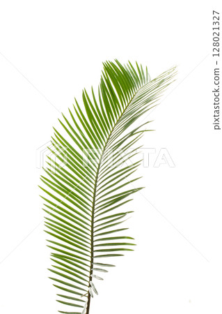 蘇鐵的嫩葉(白色背景材質) 蘇鐵的嫩葉(白色背景材質) 128021327