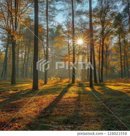 Sunny autumn day in the forest 128021558