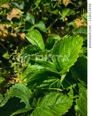 Green grasshopper hiding on strawberry leaves in summer sunlight 128021939