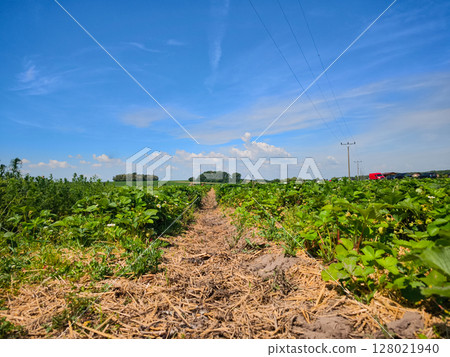 Strawberry field with hay path on sunny summer day 128021940