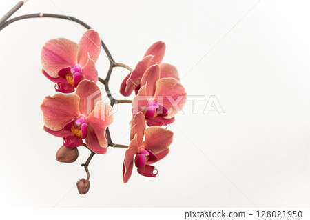 Blooming peach and pink orchid flowers on white background copy space 128021950