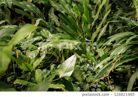 Butterflies flying among lush green plants in botanical garden 128021985