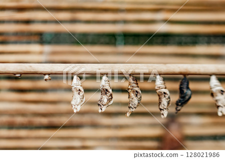 Butterfly Papilio cocoons hanging from a branch, transforming in botanical garden prague Butterfly Papilio cocoons hanging from a branch, transforming in botanical garden prague 128021986