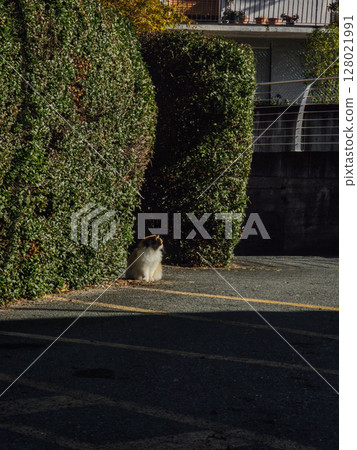 Fluffy feline cat basking between trimmed hedges, soaking sunlight in urban aosta landscape during late autumn month Verres 128021991