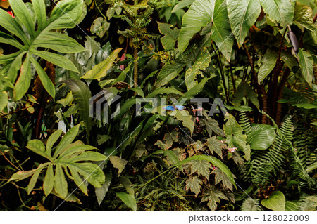 Blue morpho butterfly resting on green leaves in botanical garden 128022009