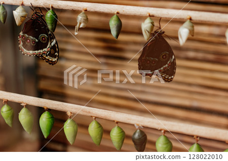 Butterflies emerging from chrysalises hanging on wooden stick in prague botanical garden, Morpho peleides, life cycle stages Butterflies emerging from chrysalises hanging on wooden stick in prague botanical garden, Morpho peleides, life cycle stages 128022010