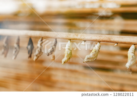 Butterfly cocoons chrysalises hanging, waiting for transformation in prague botanical garden 128022011
