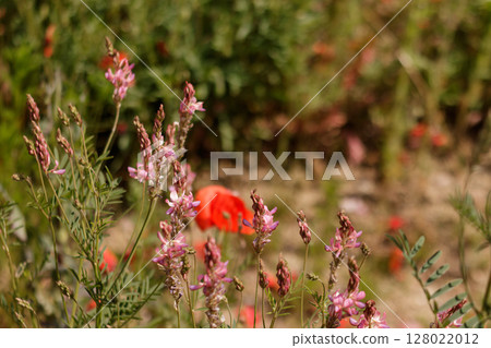 Sainfoin and poppy flowers blooming in prague botanical garden 128022012