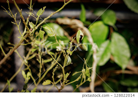 Green chrysalis hanging from branch undergoing metamorphosis in botanical garden 128022014