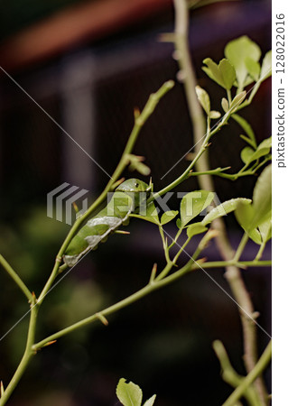 Green caterpillar crawling on a thorny branch, concept of transformation and life 128022016