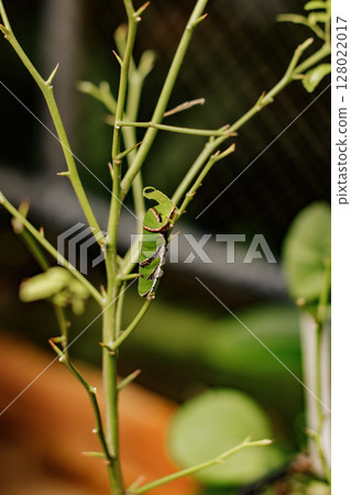 Green caterpillar crawling on thorny branch in botanical garden 128022017