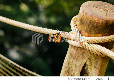 Butterfly resting on rope in botanical garden, prague 128022018