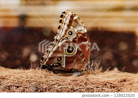 Morpho peleides butterfly resting on coconut fiber in prague botanical garden, concept of life transformation 128022020