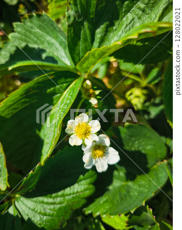Delicate white strawberry flowers blooming in sunlight Delicate white strawberry flowers blooming in sunlight 128022021
