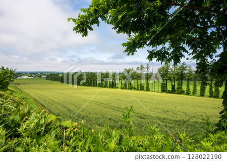 Beautiful scenery in eastern Hokkaido, Japan Beautiful scenery in eastern Hokkaido, Japan 128022190